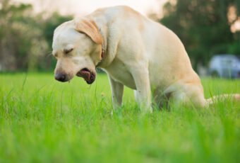 kennel cough in dog