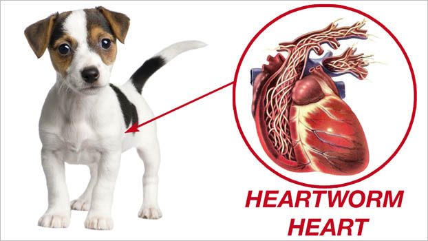 heartworm disease in dog