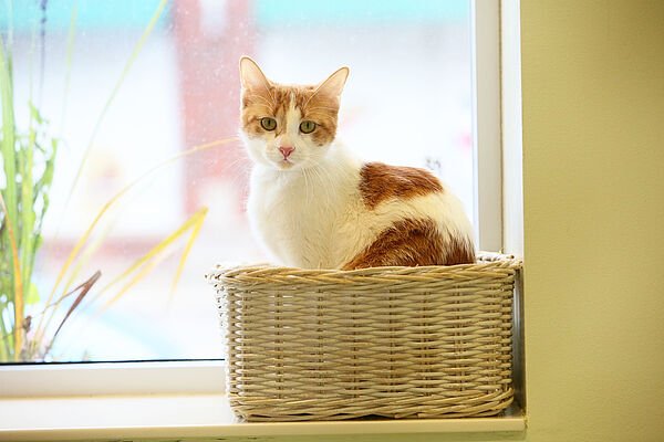 getting a cat