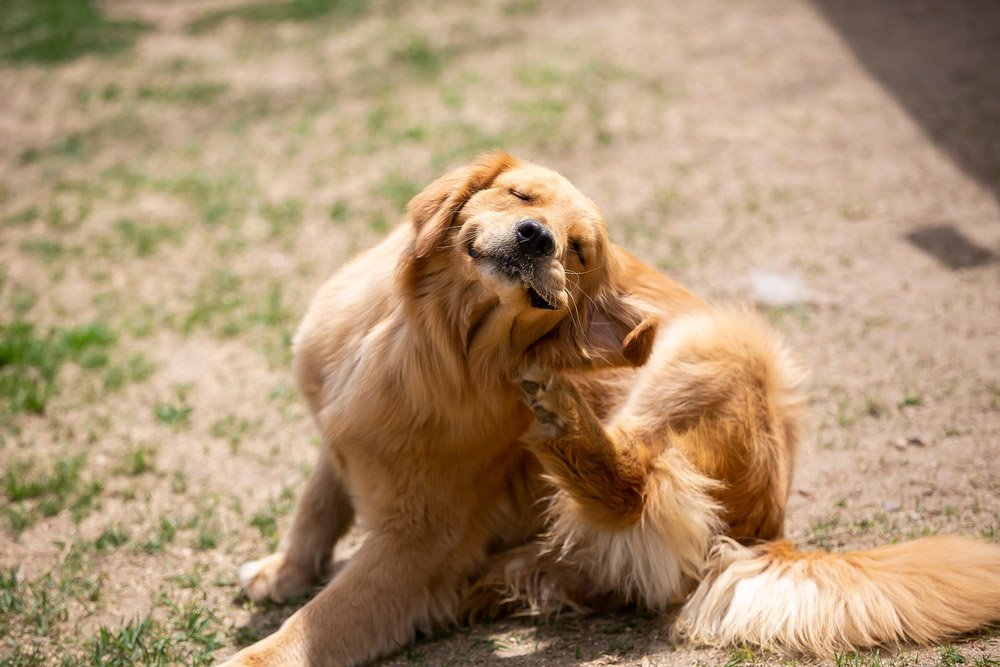 dog itching home remedies