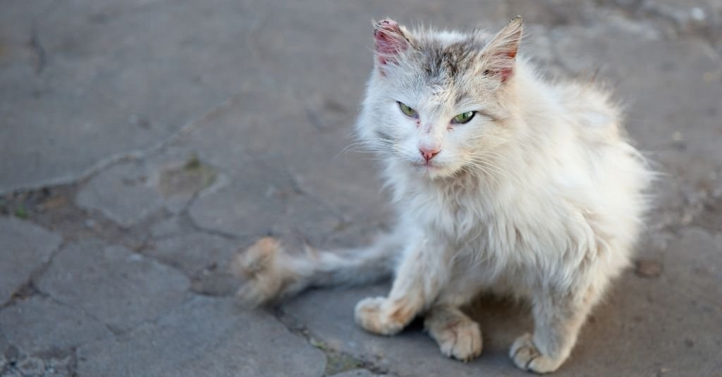 fiv cats