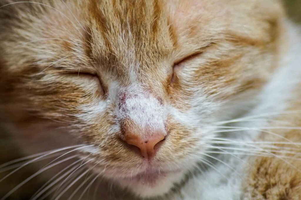 uri in cat