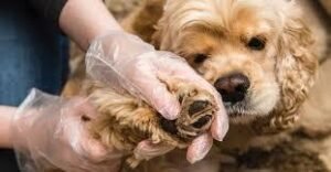 lyme disease in dogs