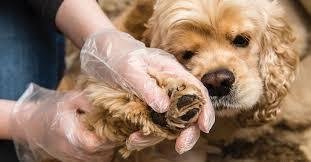 lyme disease in dogs