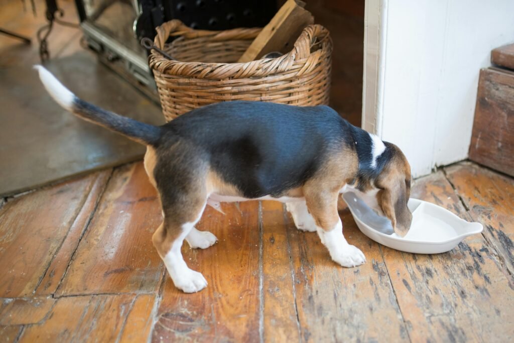 new puppy
