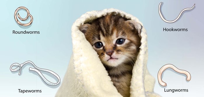 roundworm in cat