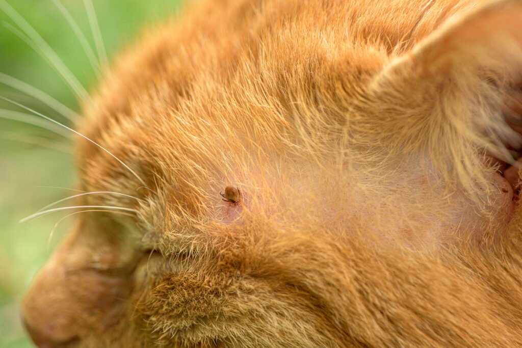 fleas in cats
