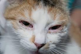 cat herpes