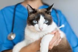 natural dewormers for cats