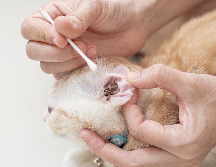 ear mites in cats
