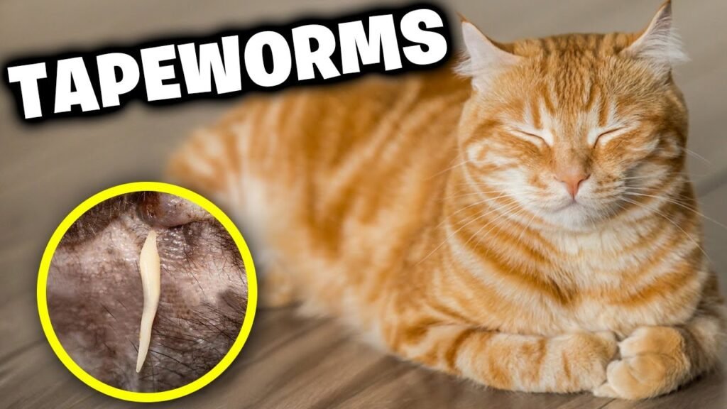 tapeworm in cats