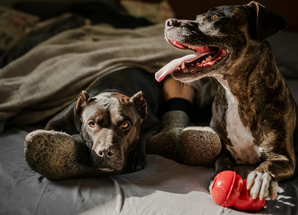 Kennel Cough in Dogs